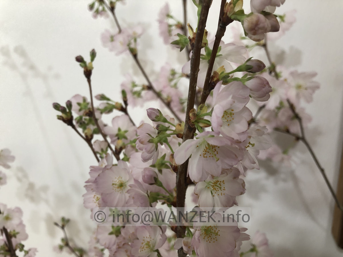 Prunus sargentii Accolade 09 in Bodenvase.JPG